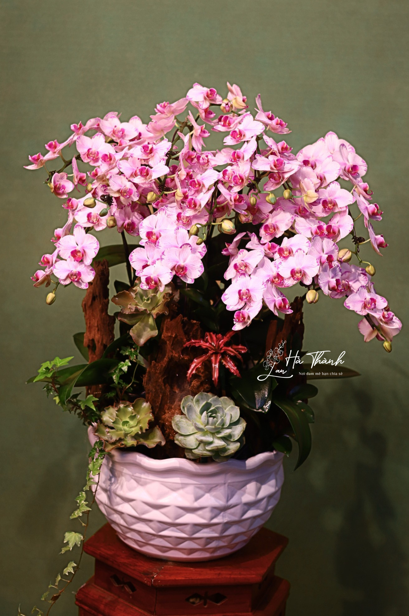 🌸 Chậu Lan Hồ Điệp mini tiểu cảnh trắng hồng – Nét tinh tế từ Lan Hà Thành